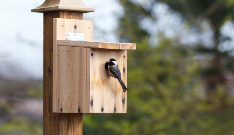 Dvůr Králové se stává rájem pro hnízdící ptáky. Město ji připravuje úkryty