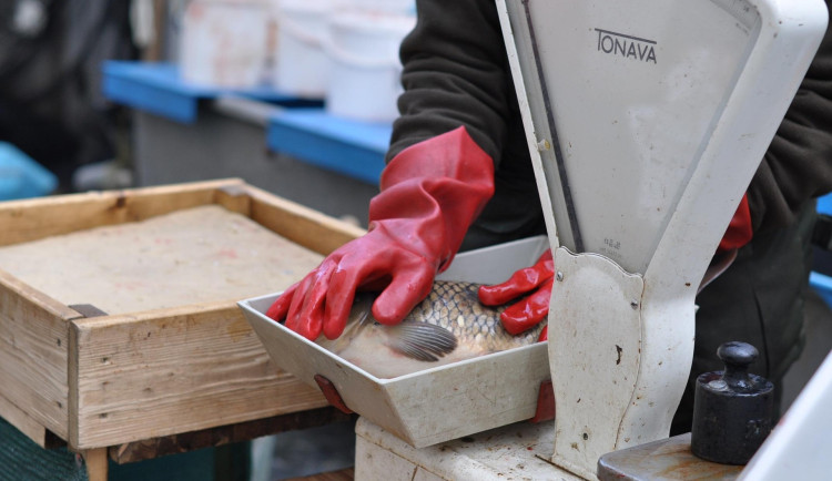 Nechte si rybu zabít odborně. Praha opět zahájí kampaň za lepší zacházení s kapry