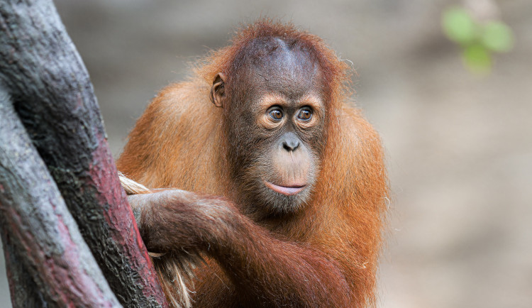 Při nehodě v pražské zoo zemřel mladý orangutan Kawi, utopil se v příkopu