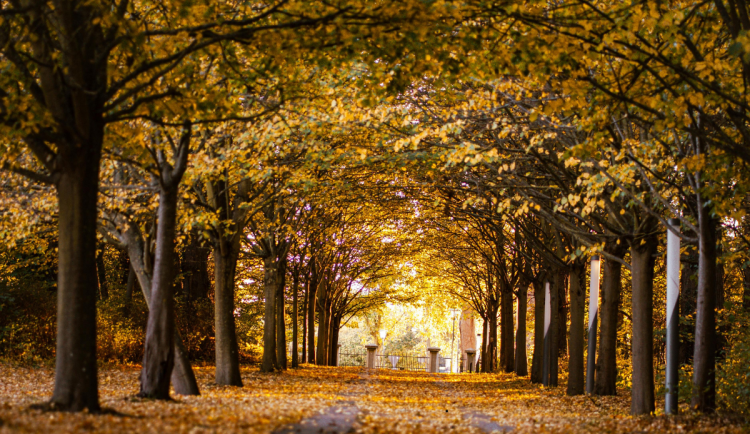 Hlasování Alej roku 2025 pokračuje. Královéhradecký kraj má čtyři favority