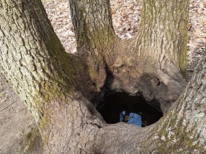 Vlnovka na stromě? Jde o biotopový strom, zůstane až do úplného rozpadu