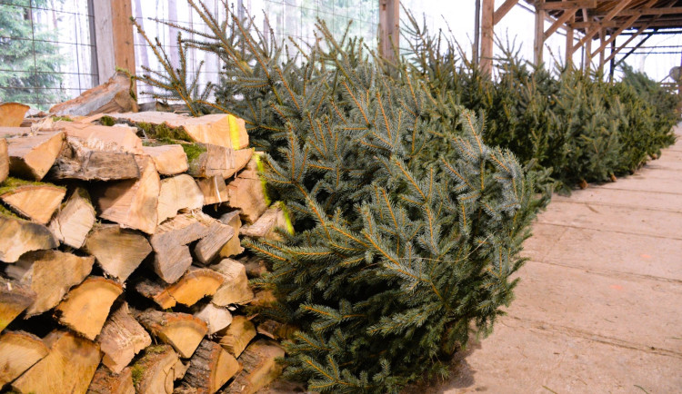Vánoční stromek na poslední chvíli? Hradecké městské lesy spouští výprodej