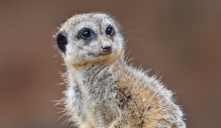 FOTO: Návštěvnost zoo v Jihlavě zřejmě překoná loňský rok, rekord však asi nepadne