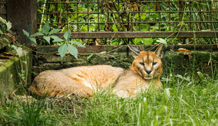 Ostravská zoo odchovává mládě karakala, počet těchto kočkovitých šelem v Evropě ubývá