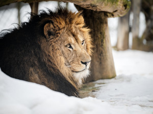 Prodlužte si pohádkové období, zkuste si dát africkou verzi ve dvorském SAFARI PARKU