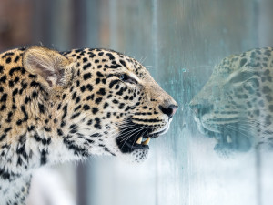 Prodlužte si pohádkové období, zkuste si dát africkou verzi ve dvorském SAFARI PARKU