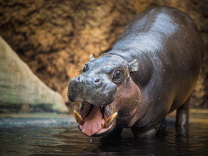 Prodlužte si pohádkové období, zkuste si dát africkou verzi ve dvorském SAFARI PARKU