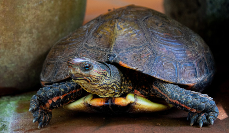 Ve Vídeňské na Nový rok hořelo. Strážníci zachránili obyvatele domu i želvu