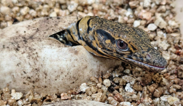 Extrémní unikát, komentuje zoo první mládě roku. Odchovy varanů jsou vzácné