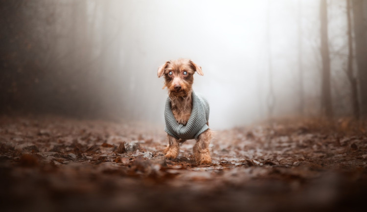 Slepý jezevčík Brex živořil v otřesných podmínkách, teď hledá nového majitele