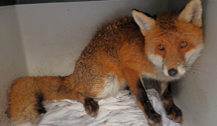 Jeden z nejnáročnějších v historii, hodnotí záchranná stanice Archa v Liberci rok 2025