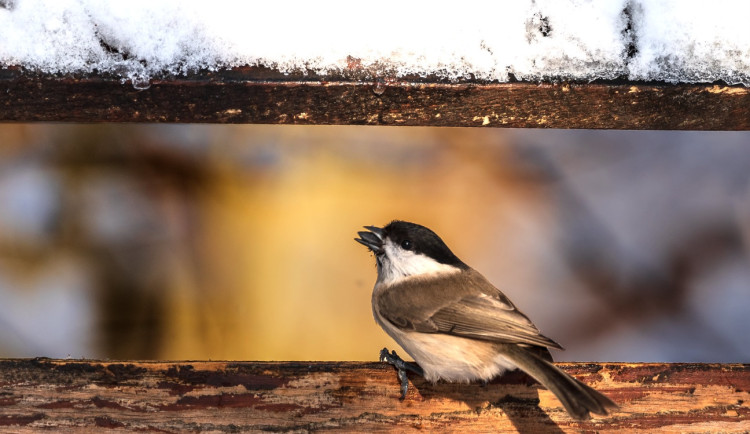 Sýkory, vrabci i kosi pod drobnohledem. Již tento pátek startuje Ptačí hodinka