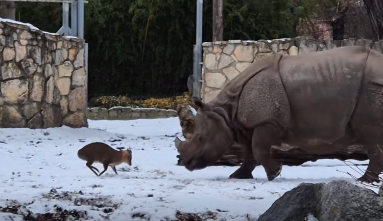 Drobný jelínek provokoval stokrát těžší Marušku, jejich video je hitem internetu