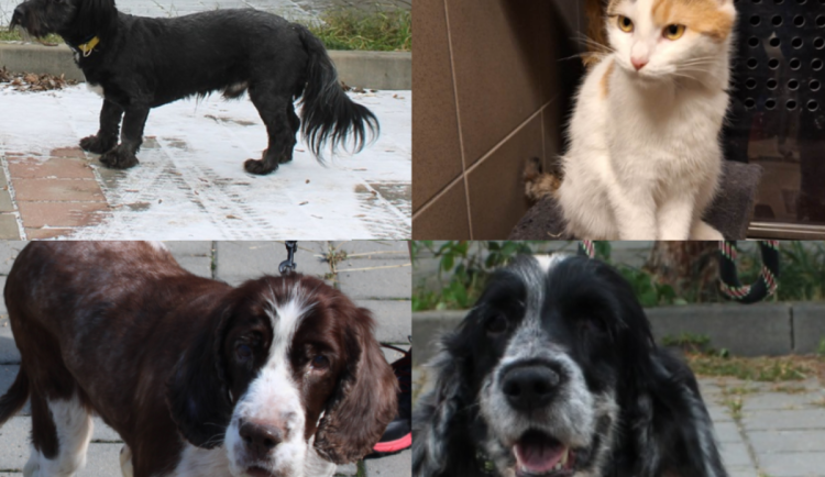 HLEDÁME PÁNÍČKA: V útulku čekají opuštění pejsci i micka Míca