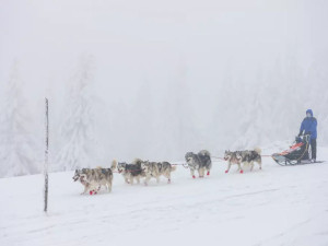 Mushery v Orlických horách nezastaví na Šediváčkově longu ani extrémní podmínky