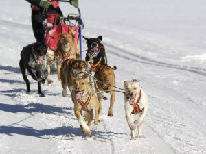 Mushery v Orlických horách nezastaví na Šediváčkově longu ani extrémní podmínky