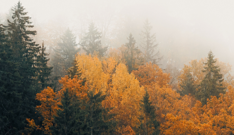 O víkendu nás čekají mrznoucí mlhy. Sněžit bude jen výjimečně.
