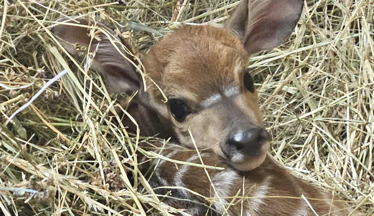 V Hodoníně se narodila elegantní antilopa, kvůli mrazům zůstává ve stáji