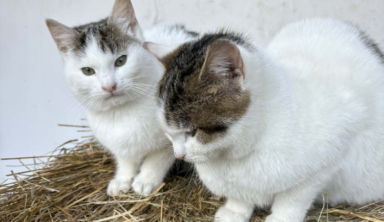 V Hrabové varují před krmením toulavých koček. Chtějí tím vyřešit problém s potkany