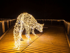 Stezka korunami stromů se rozsvítí ve velkém. Připravuje Světelné zimní hry