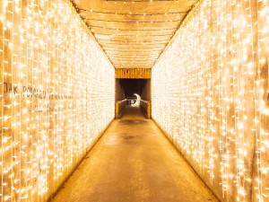 Stezka korunami stromů se rozsvítí ve velkém. Připravuje Světelné zimní hry