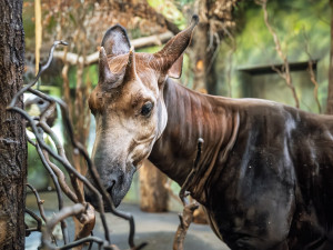 Jarní prázdniny mohou děti trávit ve dvorském Safari Parku