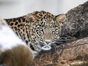 Jarní prázdniny mohou děti trávit ve dvorském Safari Parku