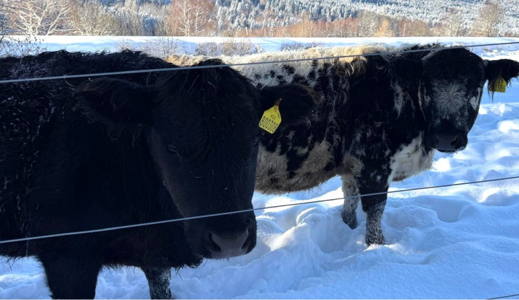 Býk poranil tři lidi včetně malého chlapce. Nešťastná událost, míní policie