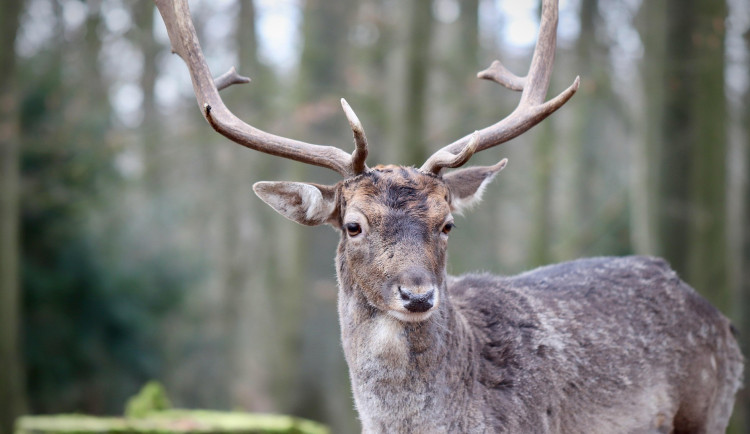 Pytlák zastřelil v honitbě jelena dvanácteráka. Prozradila ho krev na místě činu