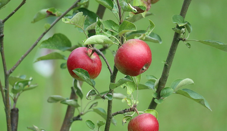 Podle degustátorů z Jičínska jsou nejchutnějšími jablky odrůdy Rubín a Lyra