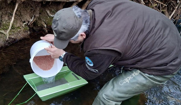 Chrastavští rybáři chtějí zachránit pstruha. Do potoka umístili speciální aparáty