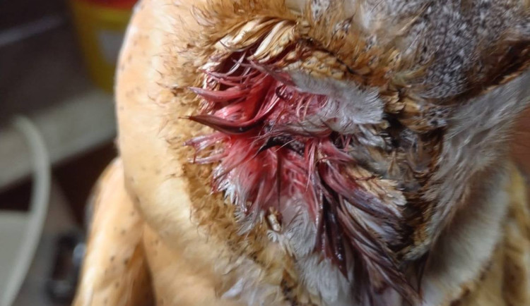 Zraněná sova, liška i ledňáček. Ošetřovatelé v Bartošovicích zažili hektický leden