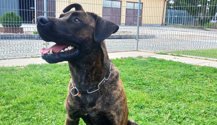 HLEDÁME PÁNÍČKA: Výběr plemene je zásadní. Dvouletý Apolo není pes pro každého