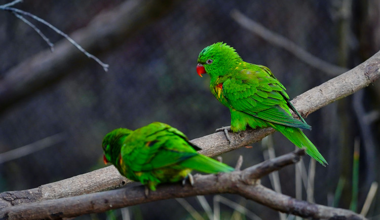 Ptačí chřipka v Zoo Praha. Kvůli nemoci zavřeli dva pavilony
