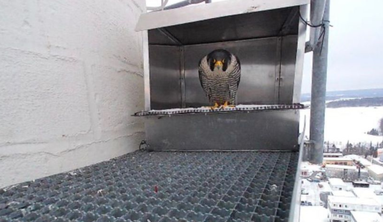 Sokoli v Písku dostali nový domov, zabydleli se už druhý den