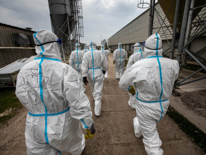 Tragédie pro velkochov slepic v Kosičkách, po výskytu ptačí chřipky začíná likvidace drůbeže