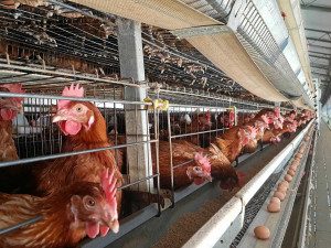 Tragédie pro velkochov slepic v Kosičkách, po výskytu ptačí chřipky začíná likvidace drůbeže