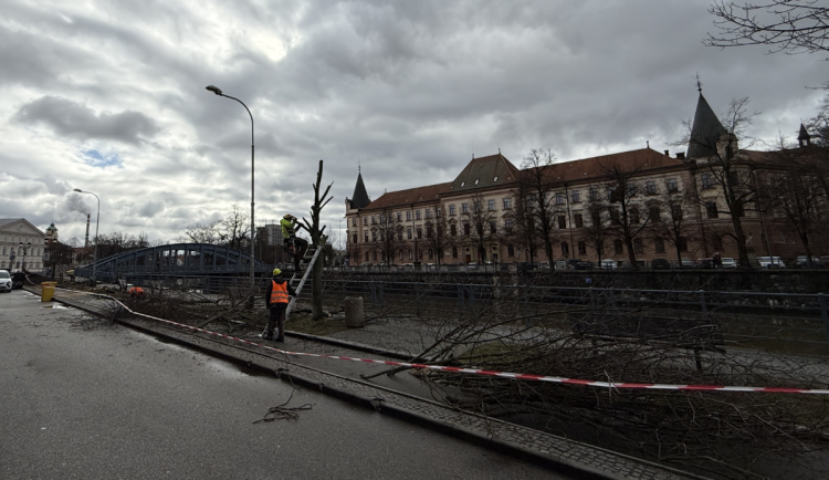 Stromy u Malše padly. Ustupují nové náplavce