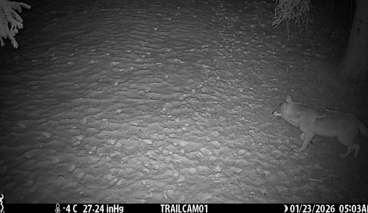 Na Broumovsku žije rekordních až 27 vlků, potvrdilo letošní sčítání ochranářů