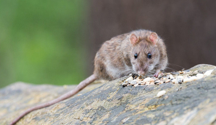 Celoplošná deratizace bude v Liberci častější. Proběhne hned třikrát za rok