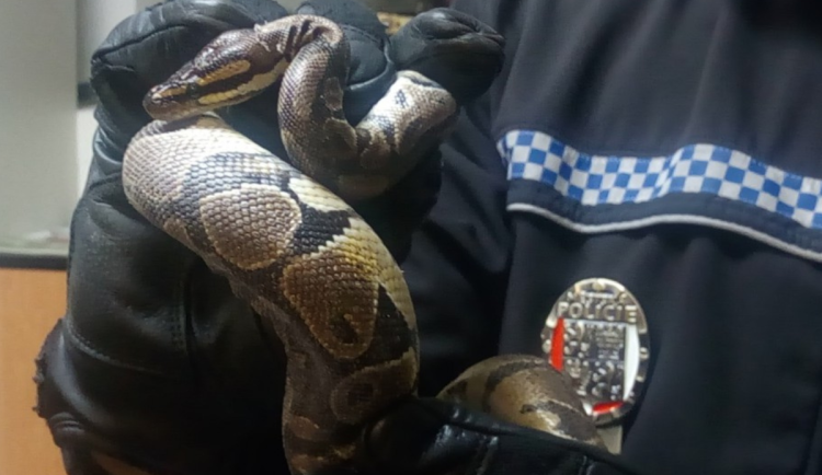 Vyčerpaný muž pochodoval po D3, kolem krku měl omotanou krajtu