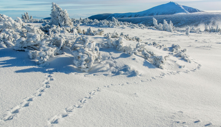 V Krkonoších platí omezení na některých trasách kvůli ochraně tetřívka