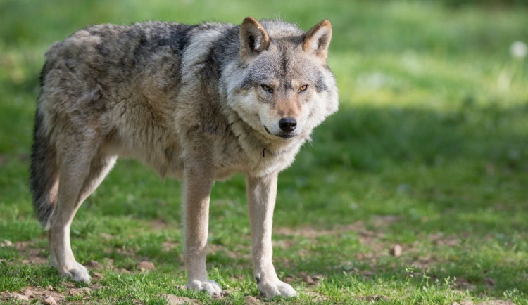 ilustrační obrázek