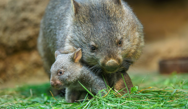 Malý vombat ze Zoo Praha už si troufá ven z mámina vaku