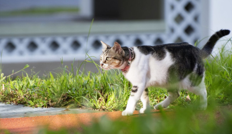 hubertngo-cat-5461639