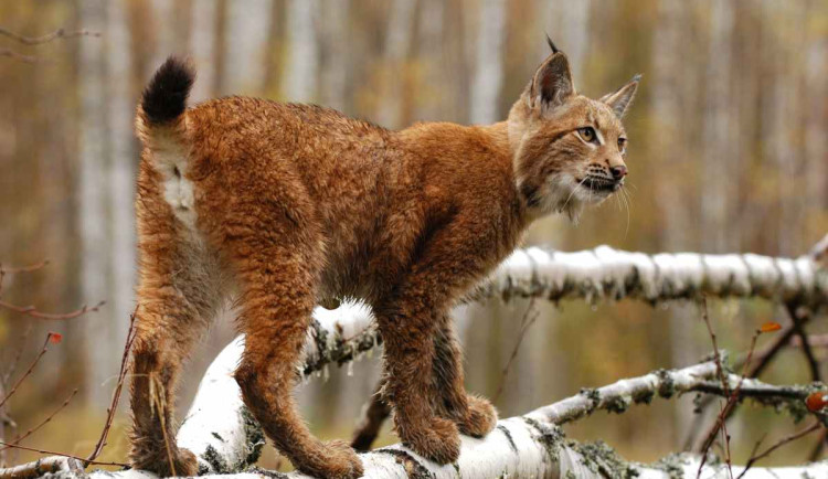 Národní par Šumava oslavil 35 let. Je nejnavštěvovanějším chráněným územím v ČR