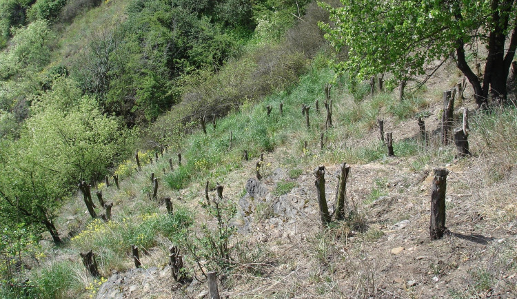 V Podyjí léta bojují s invazním akátem, roste tam ale stále ve velkém