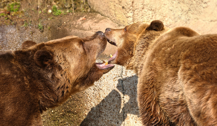 Dnes je Světový den medvědů. Hvězdy z Večerníčku už v zoo dovádí na slunci