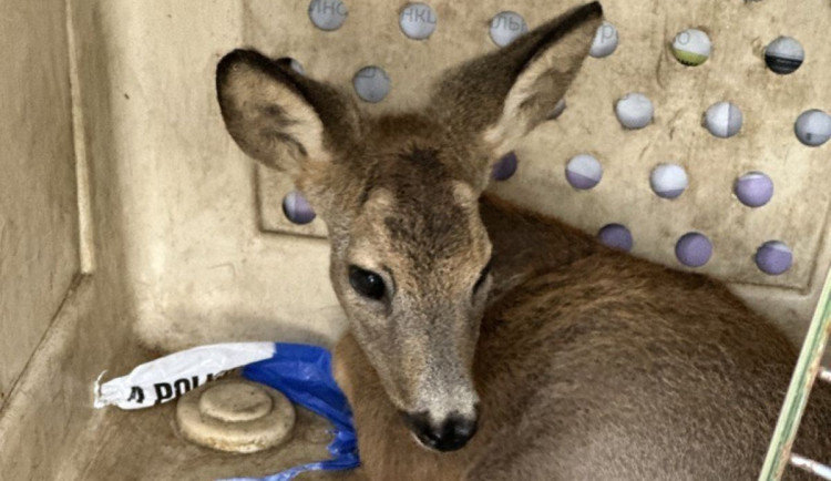 Jarní mláďata nejsou vždy opuštěná, lidé je často zbytečně ohrožují