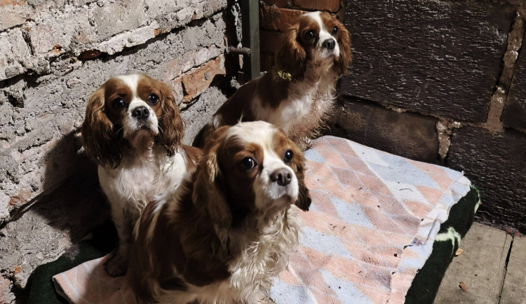 Okolnosti, jak se psi dostali na silnici, zatím nejsou jasné – mohli utéct, nebo být úmyslně vypuštěni.